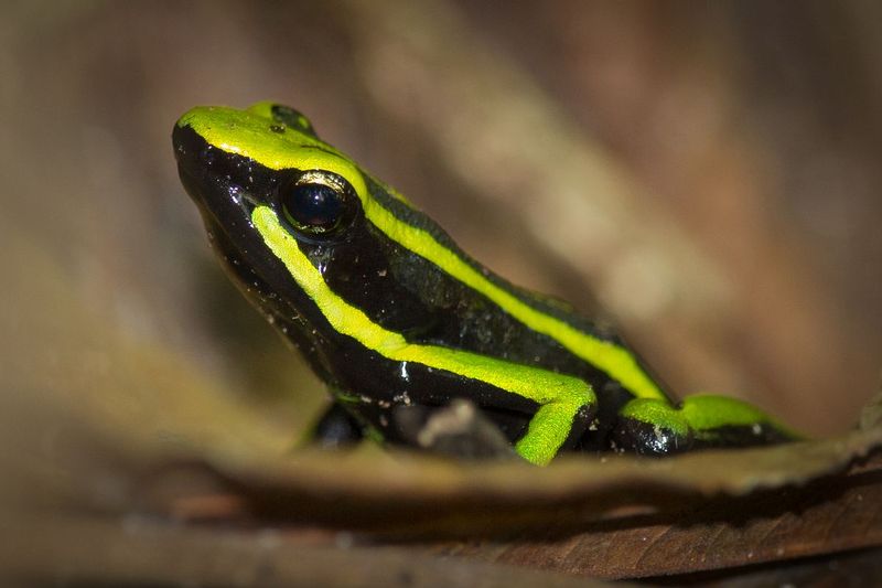 rana_AD4A78031.jpg :: Three-striped Arrow-poison Frog (Ameerega trivittata), Cordillera Escalera Regional Conservation Area, Peru.