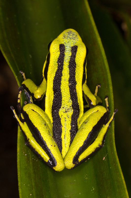 rana_ameerega_trivittata.jpg :: Three-striped Arrow-poison Frog (Ameerega trivittata), Cordillera Escalera Regional Conservation Area, Peru.
