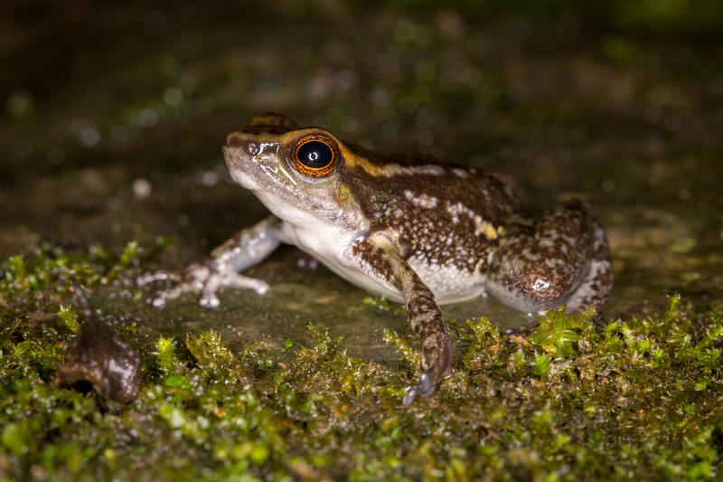rana_dendrobatidae_AD4A3143.jpg :: Cordillera Escalera Regional Conservation Area, Peru.