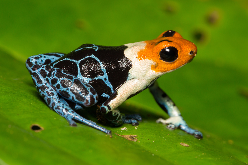 ranitomeya_fantastica_AD4A4231.jpg :: Ranitomeya fantastica. Loreto, Peru.