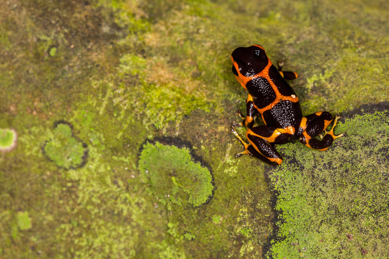 ranitomeya_imitator_banded_AD4A2769.jpg :: Ranitomeya imitator \