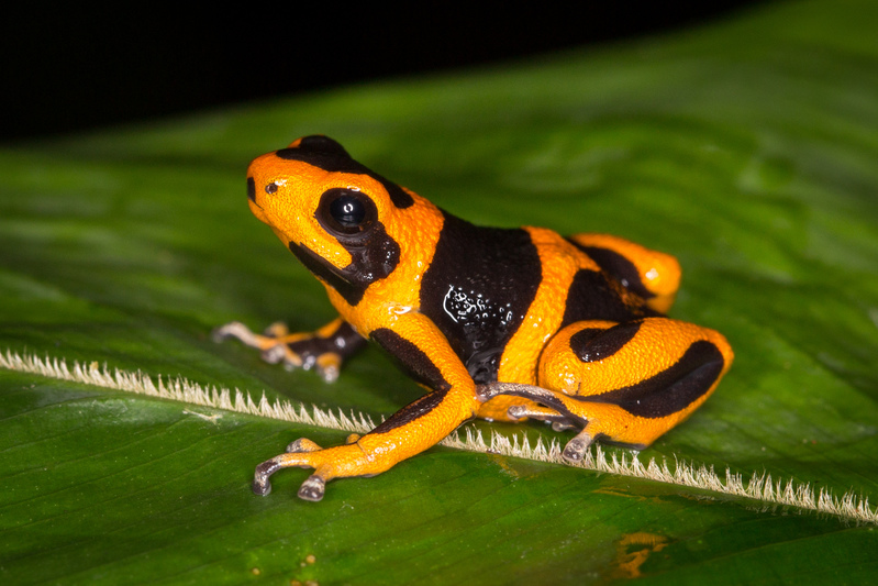 ranitomeya_summersiAD4A2515.jpg :: Ranitomeya summersi, San Martin, Peru.