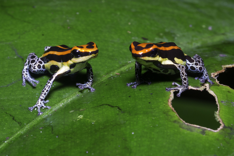 ranitomeya_uakarii_AD4A5885.jpg :: Ranitomeya uakarii, Tamshiyacu-Tahuayo Regional Conservation Area, Peru.