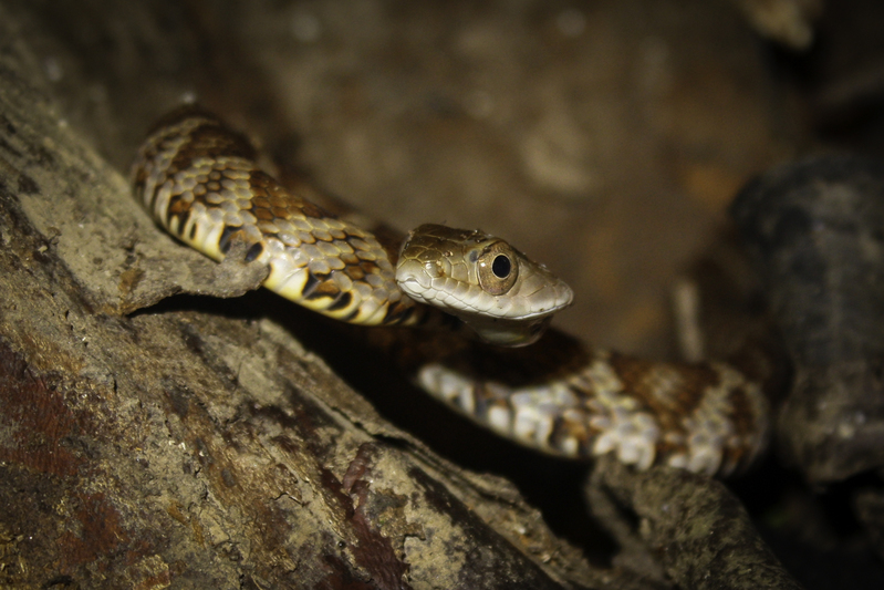 serpiente_IMG_9539.jpg :: Esmerald Racer (Drymobius rhombifer), in Bahuaja - Sonene National Park - Peru.