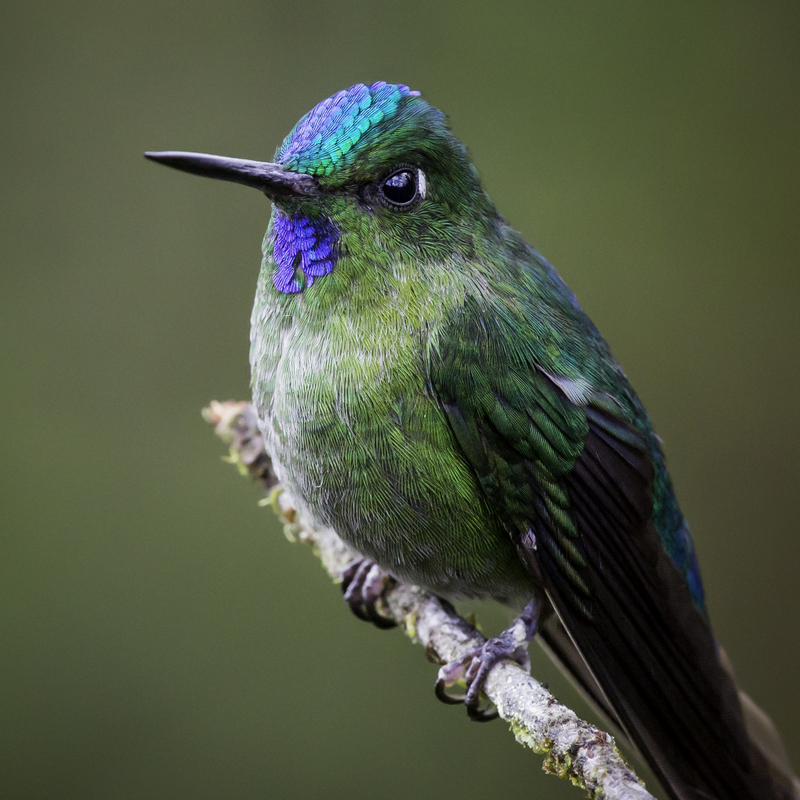 silfo_AD4A3888.jpg :: Long-tailed Sylph (Aglaiocercus kingii), Fundo Alto Nieva, Alto Mayo Protected Forest, Peru.