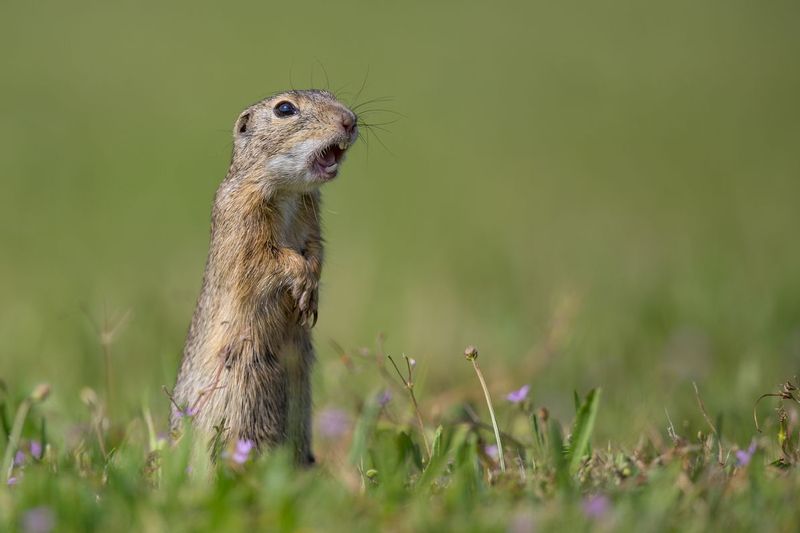 ziesel_AD4A3002.jpg :: European ground squirrel (Spermophilus citellus), Nationalpark Neusiedler See, Austria.