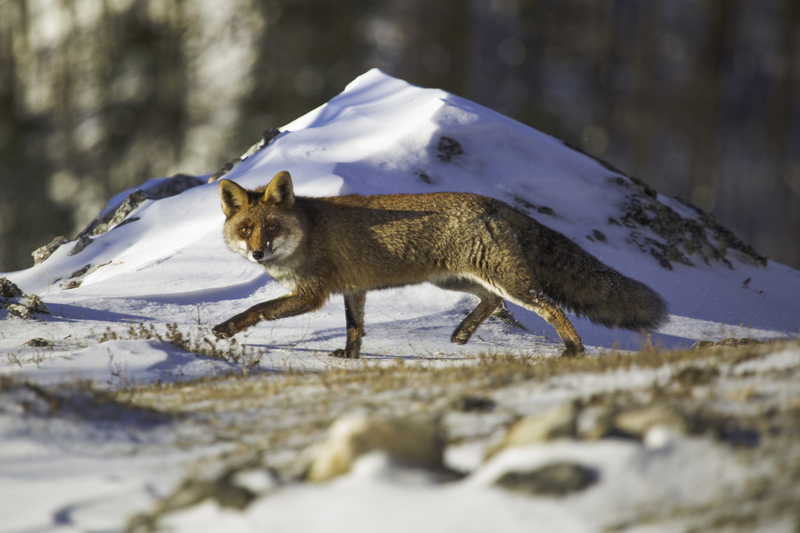 zorro_AD4A0744.jpg :: Red fox (Vulpes vulpes), Austria.