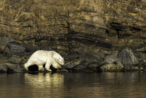 oso_polar_v3_H6A3641.jpg