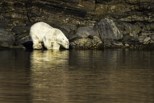 oso_polar_v3_H6A3655.jpg