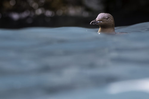 thick_billed_murre_3B1B3344.jpg