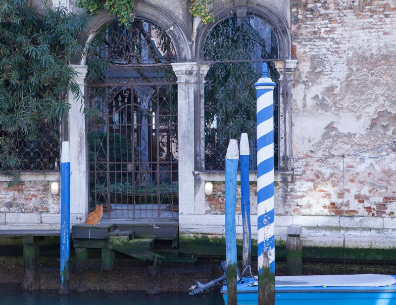 A Cat in Venice.jpg