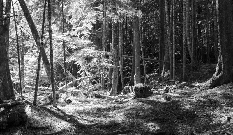 Forest on Van Couver Island.jpg