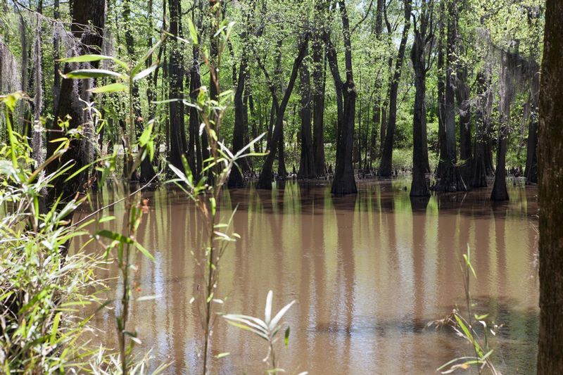 Mississippi Bayou.jpg