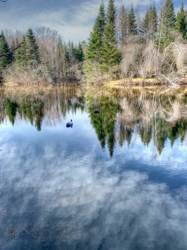 New Hampshire ducks.jpg