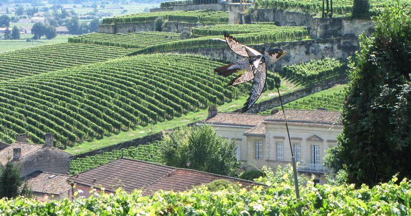 St Emilion France.jpg