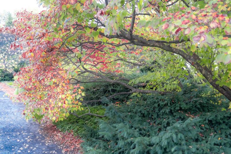 Autumn Magnificence.jpg :: Wave Hill, NY
