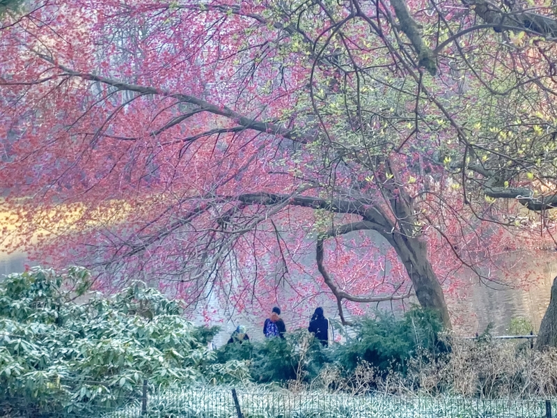 Central Park in the Time of Covid.jpg