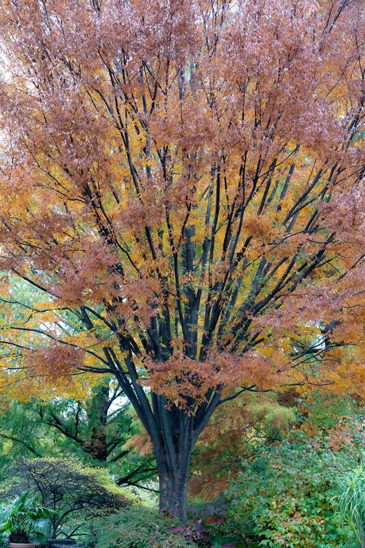 Chasing Beauty.jpg :: Wave Hill, NY
