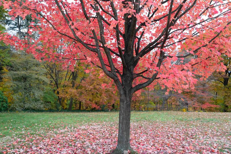 Nature in all Her Elegance.jpg :: Wave Hill, NY