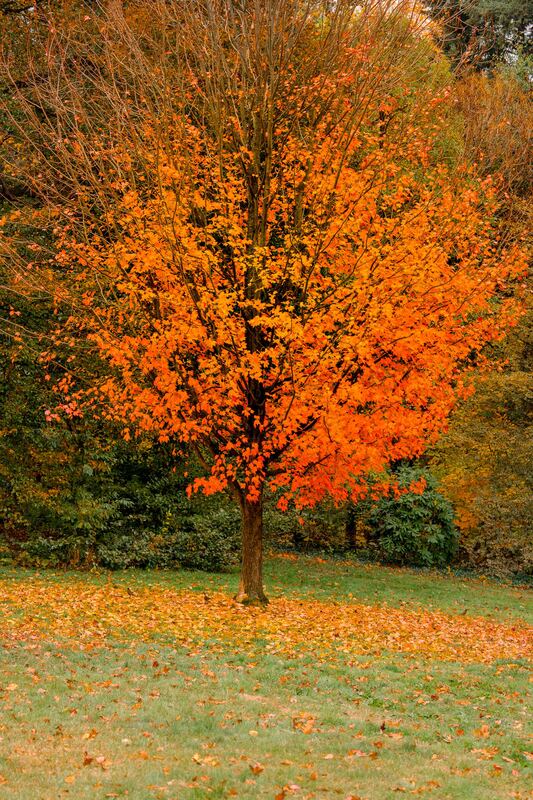 Tree on Fire.jpg :: Wave Hill, NY