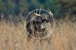 Deer-D42_7637_20141115_99063.jpg