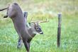 Deer-WE-D42_7504_20141114_98930.jpg