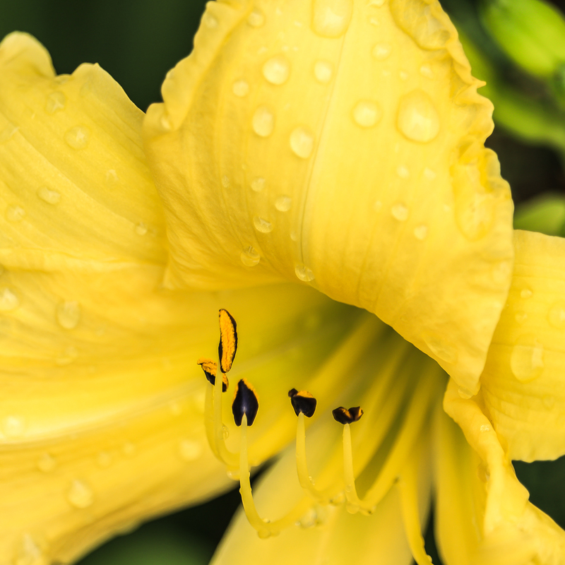 After the Rain-2375.jpg