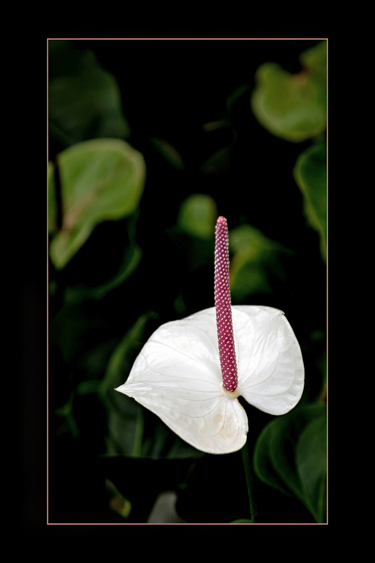 Anthurium Andraeanum-HD7A0012.jpg