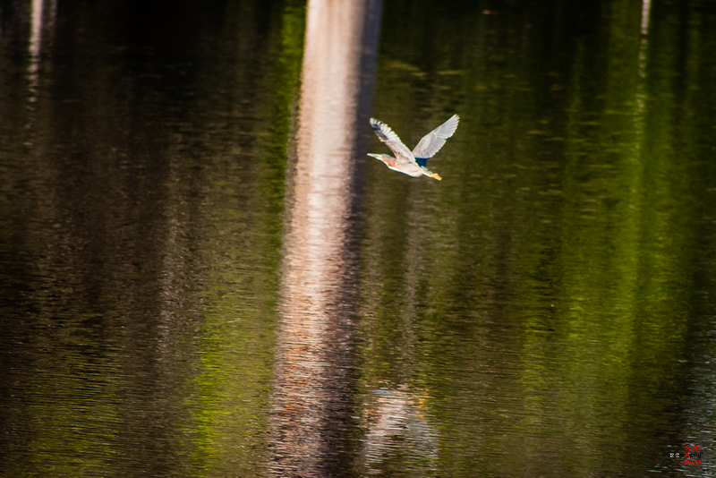 Bird in Flight-CRW_5836(1).jpg