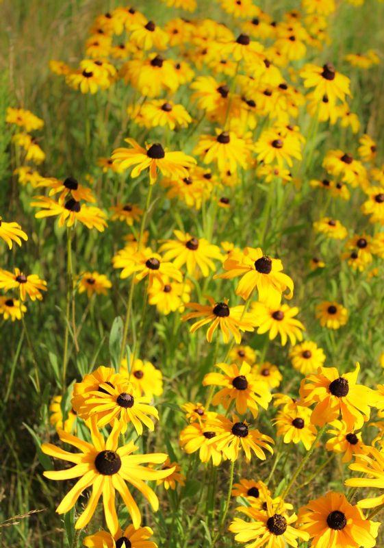 Black Eyed Susans.jpg