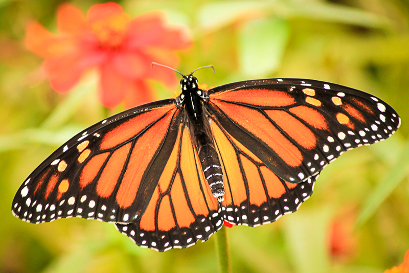 Budweiser Butterfly-6447(1).jpg