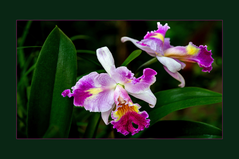 Cattleya XXL Hybride-HD7A0078(1).jpg