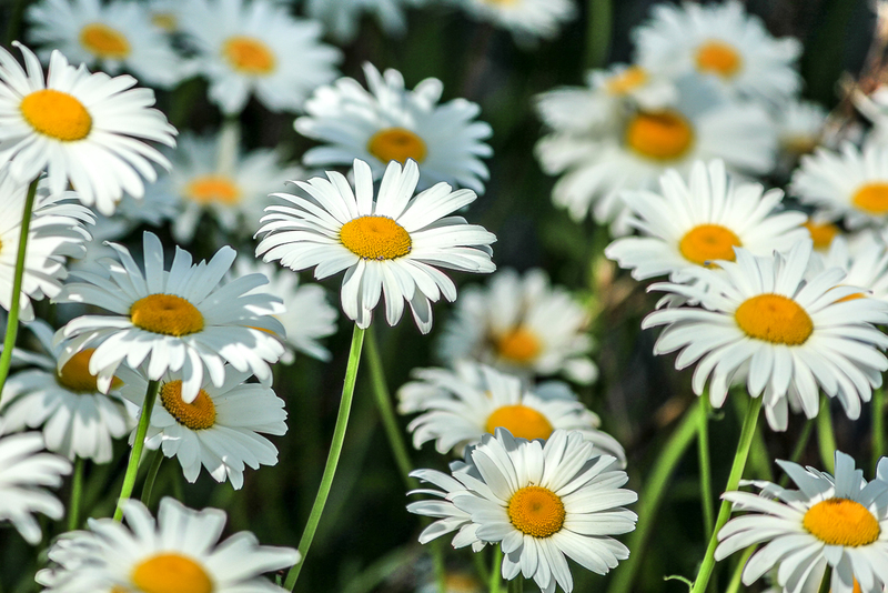Daisies-2485(1).jpg