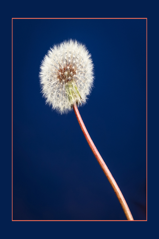 Dandelion Over Water-2111(1).jpg