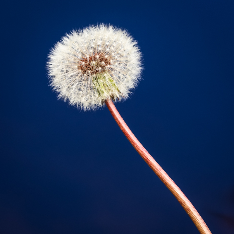 Dandelion Over Water-2111.jpg