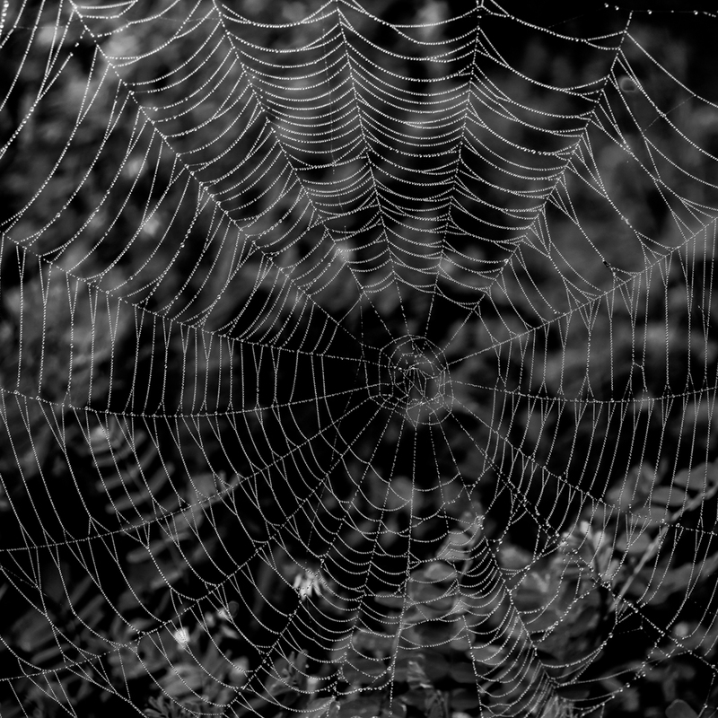 Dew Drop in said the Spider-0407.jpg