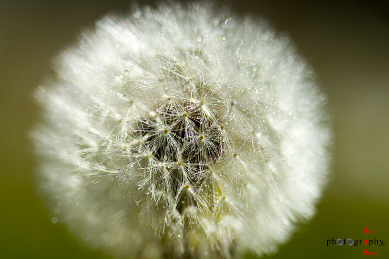Dew on Dandelion(1).jpg
