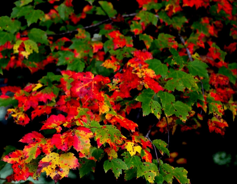 Fall Color.jpg