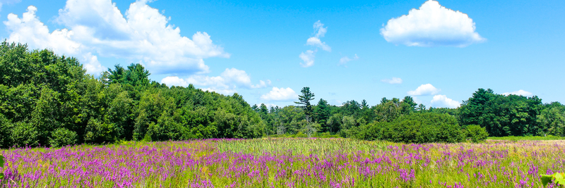 Fireweed Fields_MG_0716(1).jpg
