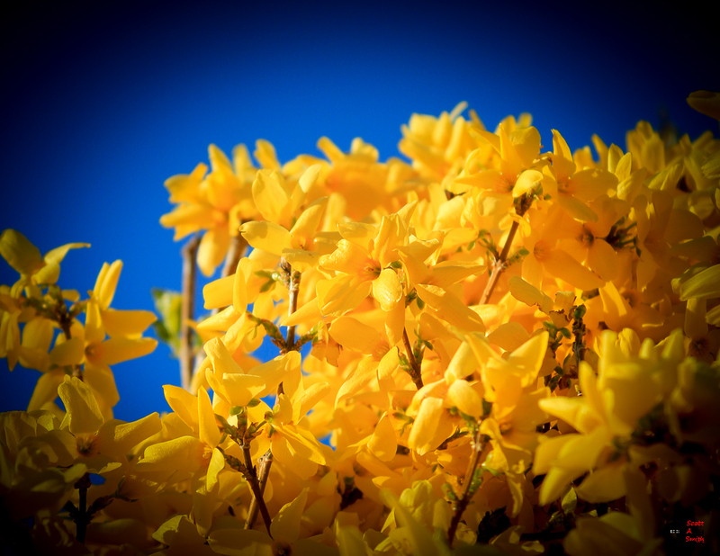 Forsynthias and Blue Sky-IMG_6278(1).jpg