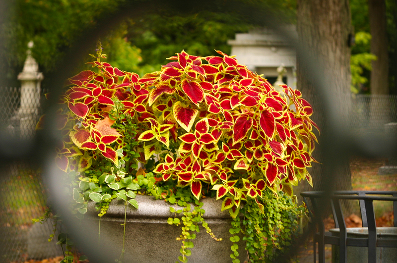 Graveyard Goody-CRW_4367_JFR(1).jpg