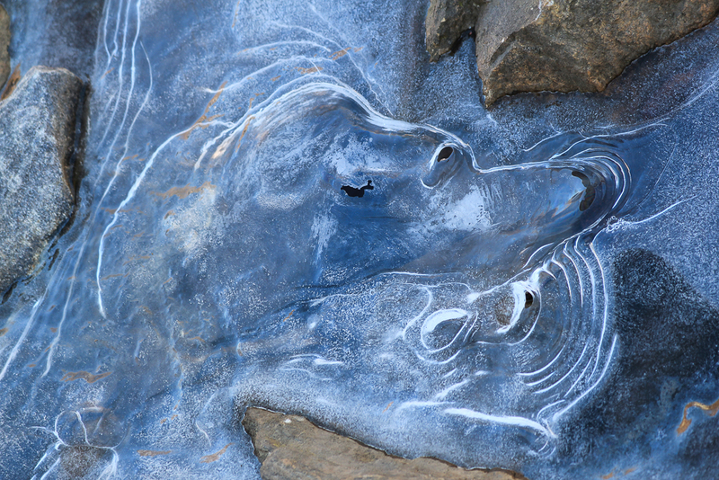 Hound Dog in Ice-7789(1).jpg