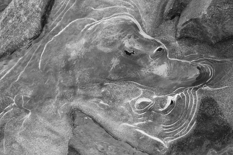 Hound Dog in Ice-7791.jpg