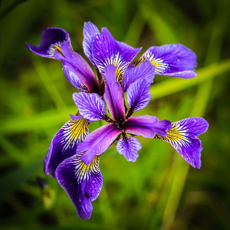 Iris brevicaulis the Short Stemmed Iris-2201(1).jpg