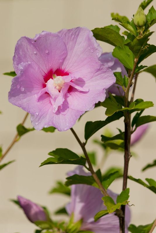 Library Flora.jpg
