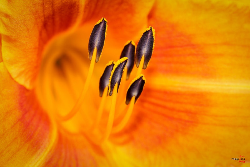 Lily Stamen-IMG_5027(1).jpg