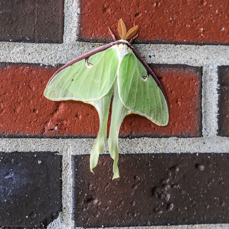 Luna Moth on Wall-8062(1).jpg