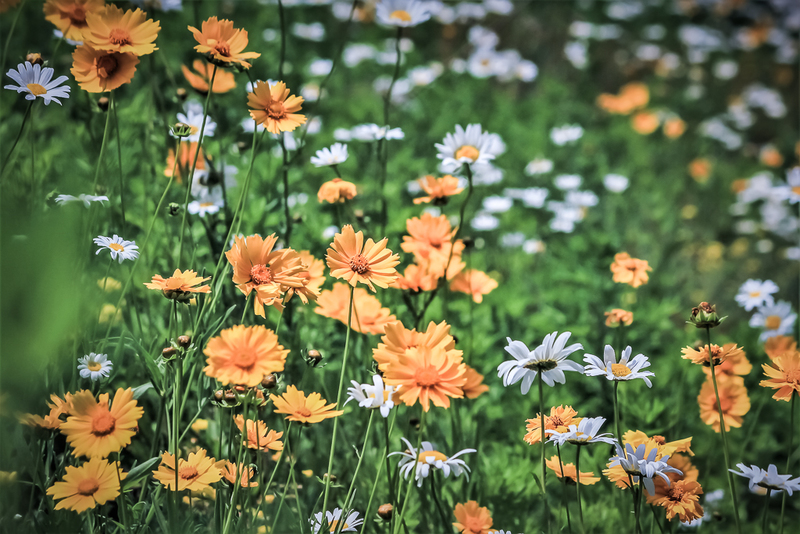Madias and Daisys-IMG_9651(1).jpg