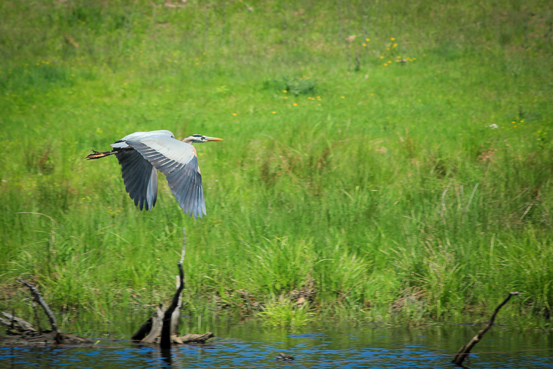 My Heron-9137(1).jpg
