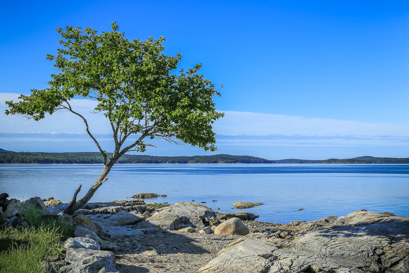 Napping Tree-IMG_8159(1).jpg